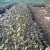 sprouting cocoa seedlings